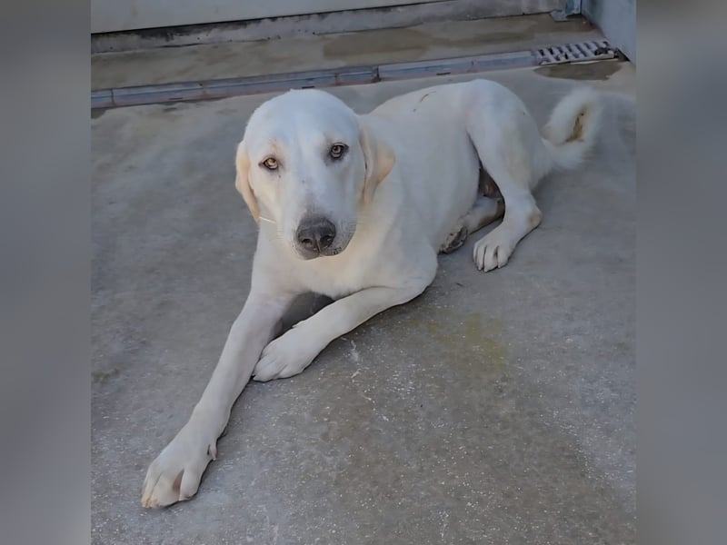 Riesenbaby Vanilla sucht ein ruhiges Zuhause ❤️