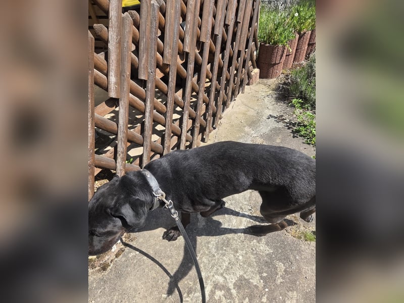 Sicherer Platz für Oldie Cash gesucht