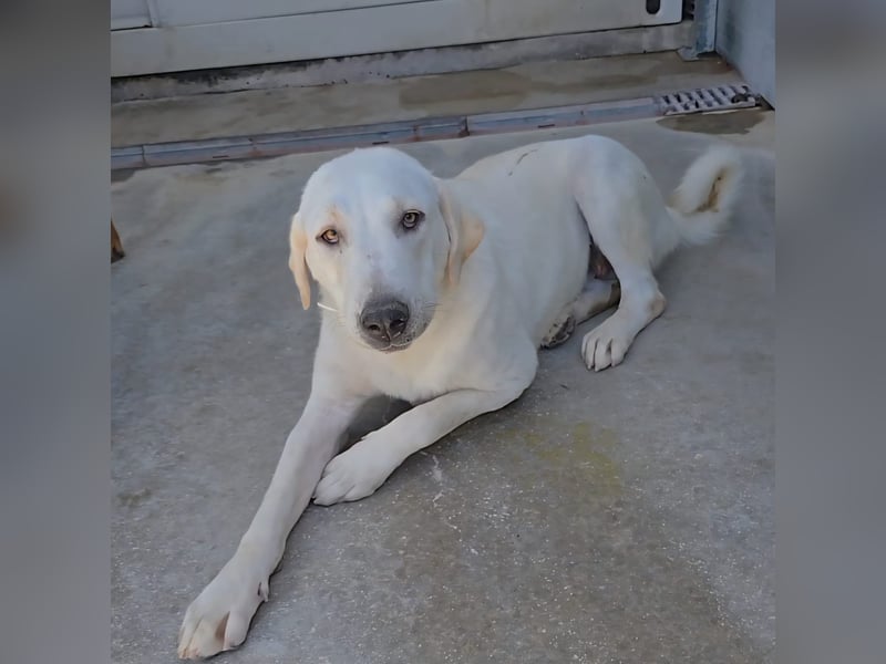 Riesenbaby Vanilla sucht ein ruhiges Zuhause ❤️