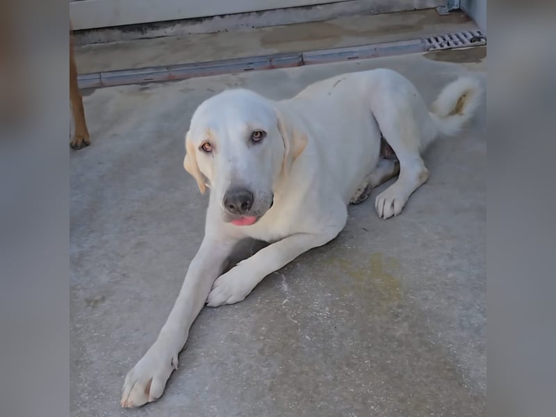 Riesenbaby Vanilla sucht ein ruhiges Zuhause ❤️