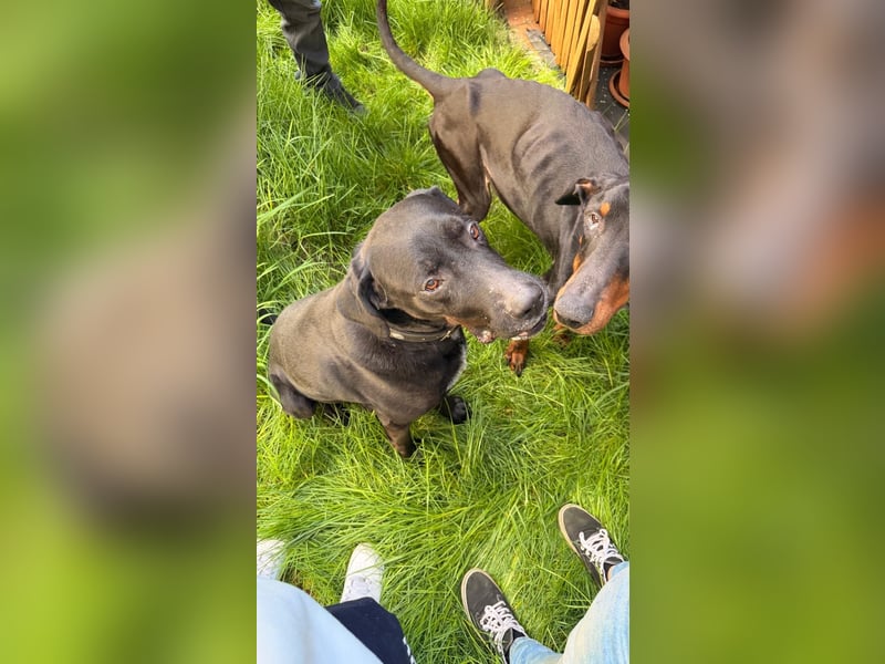 Sicherer Platz für Oldie Cash gesucht