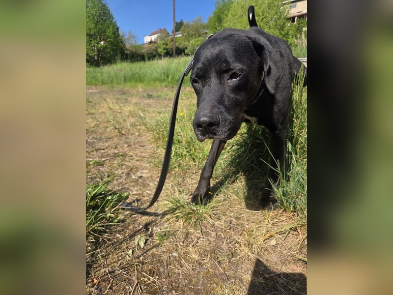 Sicherer Platz für Oldie Cash gesucht