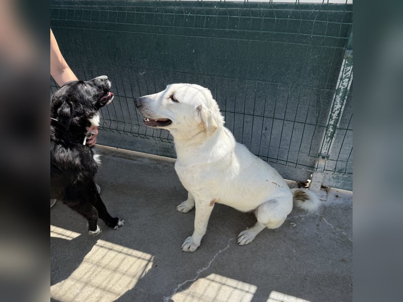 Riesenbaby Vanilla sucht ein ruhiges Zuhause ❤️