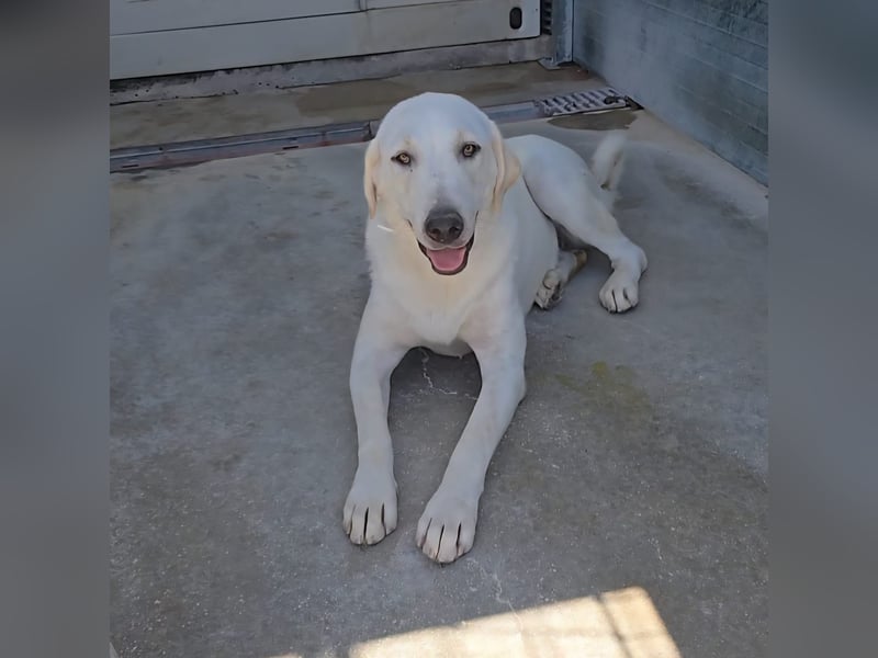 Riesenbaby Vanilla sucht ein ruhiges Zuhause ❤️