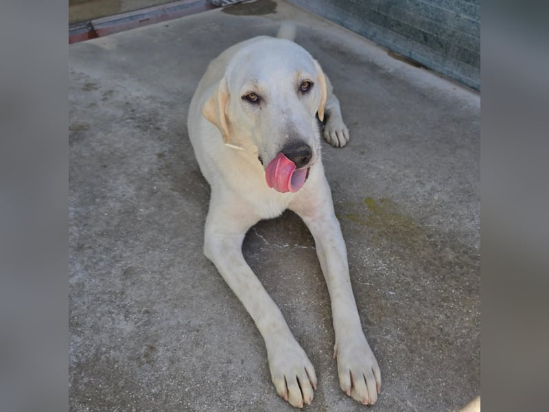 Riesenbaby Vanilla sucht ein ruhiges Zuhause ❤️