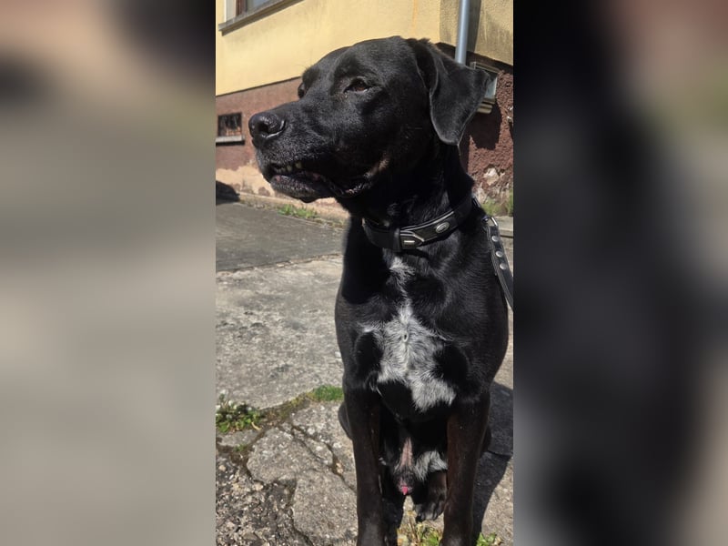 Sicherer Platz für Oldie Cash gesucht