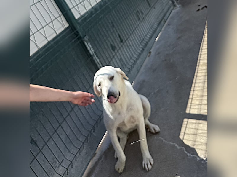 Riesenbaby Vanilla sucht ein ruhiges Zuhause ❤️