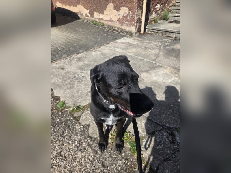 Sicherer Platz für Oldie Cash gesucht