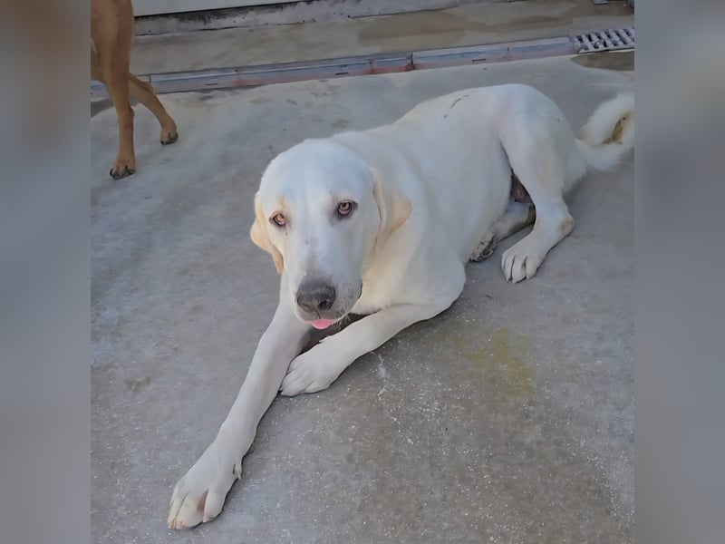 Riesenbaby Vanilla sucht ein ruhiges Zuhause ❤️