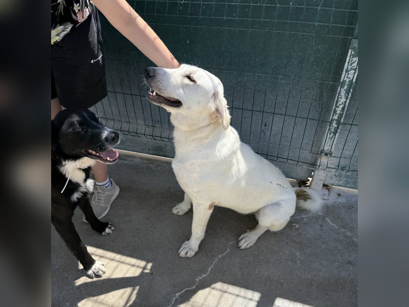 Riesenbaby Vanilla sucht ein ruhiges Zuhause ❤️