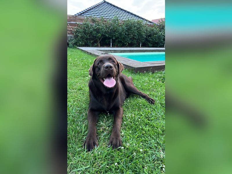 Labrador Deckrüde