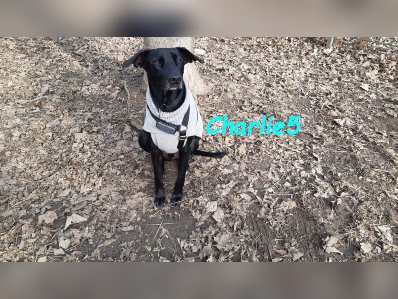 Charlie5 10/2021 (ESP) - verspielter & neugieriger Labrador-Border-Collie-Mix in Deutschland!