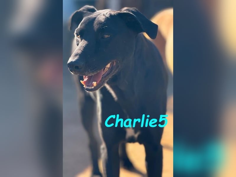 Charlie5 10/2021 (ESP) - verspielter & neugieriger Labrador-Border-Collie-Mix mit viel Lebensfreude!