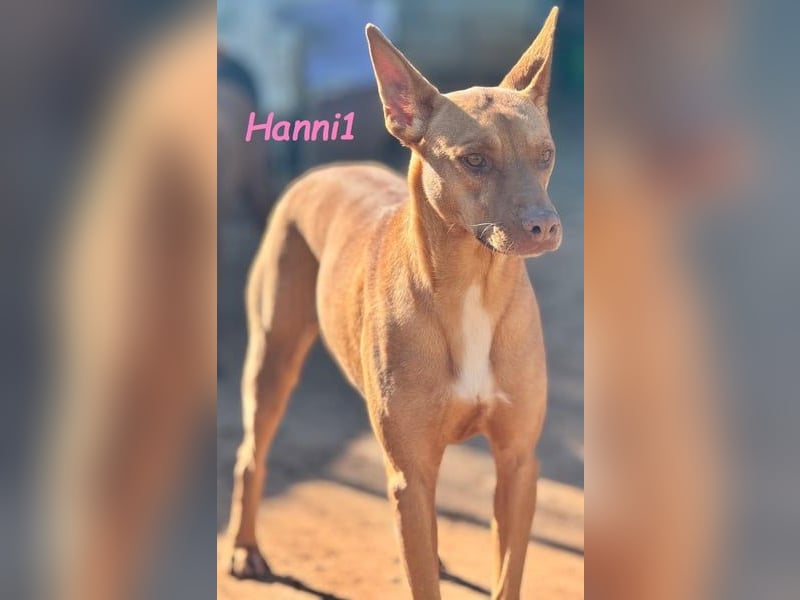 Hanni1 geb. 10/2021 (ESP) - gesellige Labrador-Border-Collie Mix Hündin, ein fröhlicher Sonnenschein