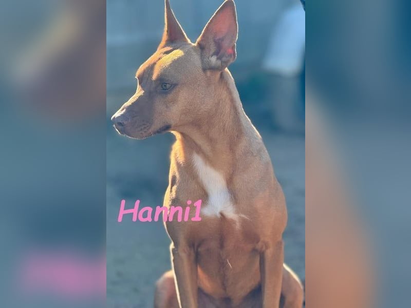 Hanni1 geb. 10/2021 (ESP) - gesellige Labrador-Border-Collie Mix Hündin, ein fröhlicher Sonnenschein