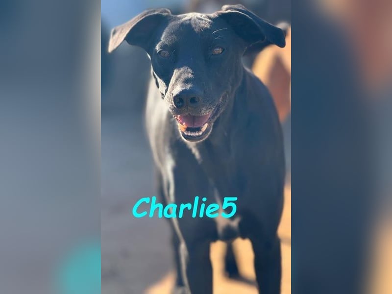 Charlie5 10/2021 (ESP) - verspielter & neugieriger Labrador-Border-Collie-Mix in Deutschland!