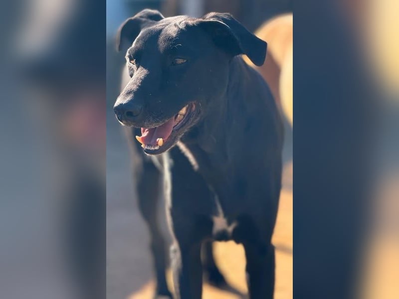 Charlie5 10/2021 (ESP) - verspielter & neugieriger Labrador-Border-Collie-Mix mit viel Lebensfreude!