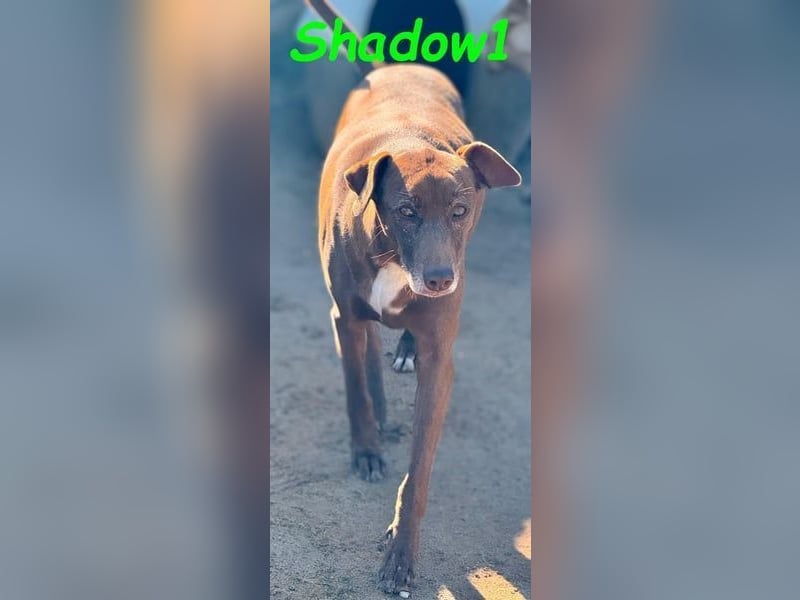 Shadow1 10/2021 (ESP) - liebevoller Labrador-Border-Collie-Mix, ein treuer Menschenfreund!