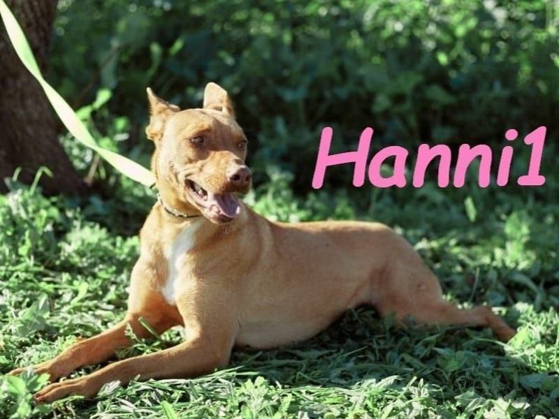 Hanni1 geb. 10/2021 (ESP) - gesellige Labrador-Border-Collie Mix Hündin, ein fröhlicher Sonnenschein