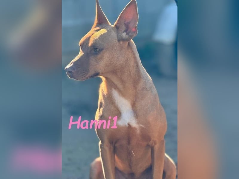 Hanni1 geb. 10/2021 (ESP) - gesellige Labrador-Border-Collie Mix Hündin, ein fröhlicher Sonnenschein