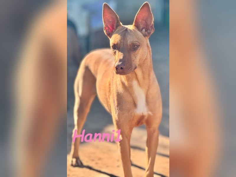 Hanni1 geb. 10/2021 (ESP) - gesellige Labrador-Border-Collie Mix Hündin, ein fröhlicher Sonnenschein