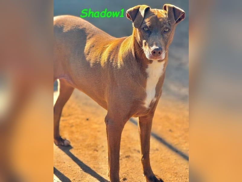 Shadow1 10/2021 (ESP) - liebevoller Labrador-Border-Collie-Mix, ein treuer Menschenfreund!