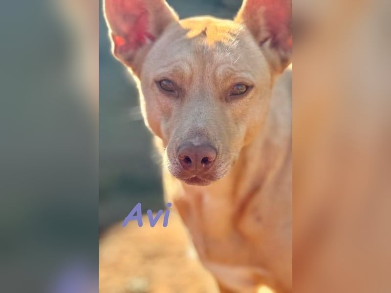 Avi geb. 10/2021 (ESP) - aufgeschlossene und menschenbezogene Labrador-Border-Collie-Mix Hündin!