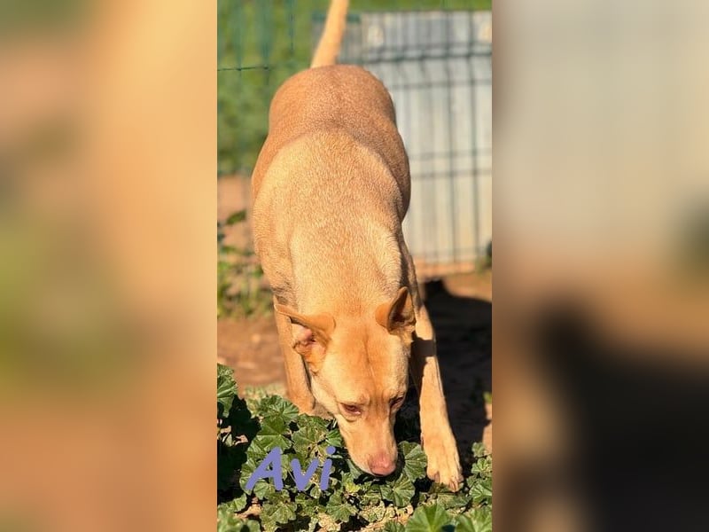 Avi geb. 10/2021 (ESP) - aufgeschlossene und menschenbezogene Labrador-Border-Collie-Mix Hündin!