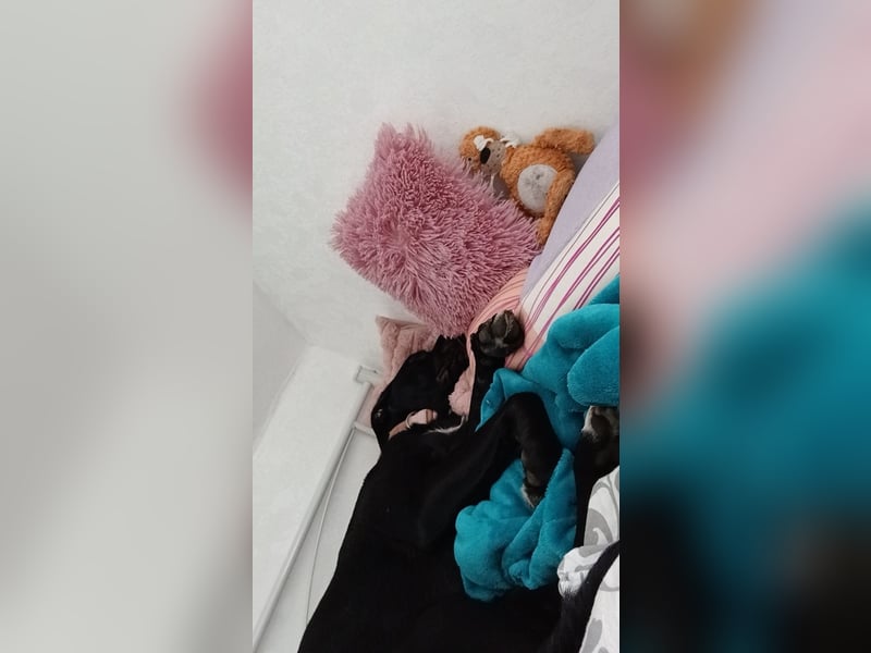 Liebe Mischlingshündin abzugeben