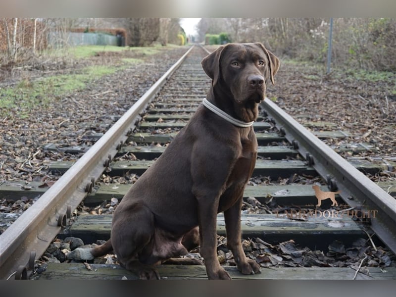 Labrador Deckrüde braun