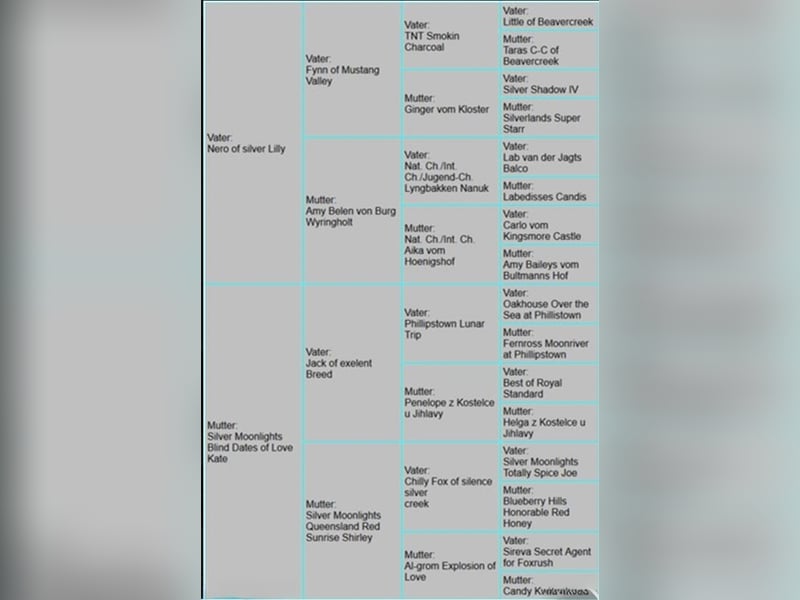 Labrador Deckrüde braun