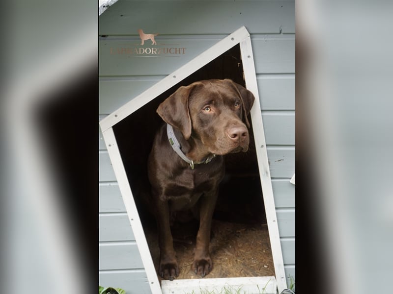 Labrador Deckrüde braun