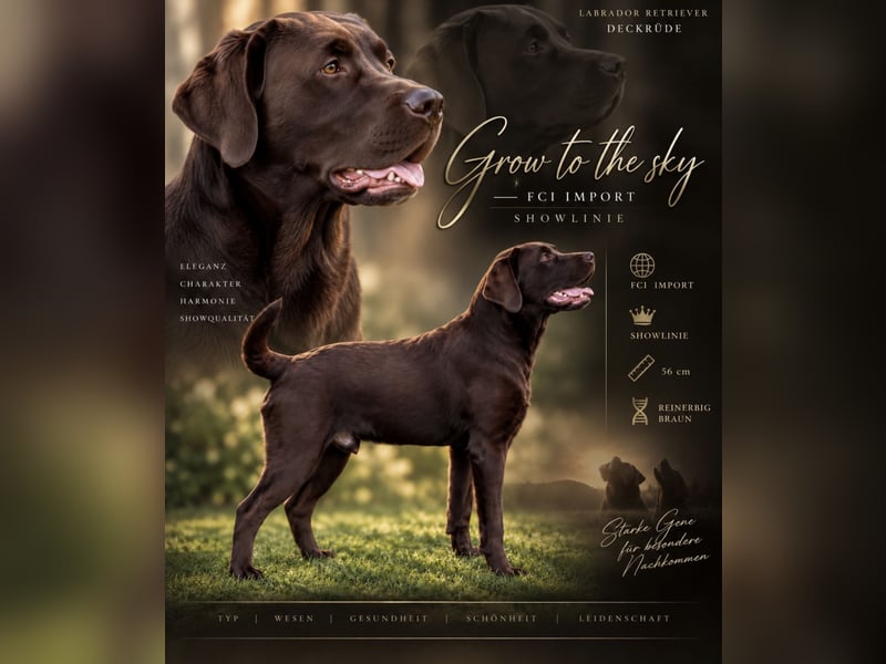 Labrador Deckrüde in Braun * FCI Import *