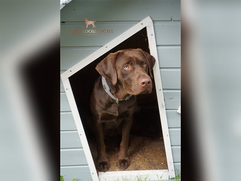 Labrador Deckrüde in Braun