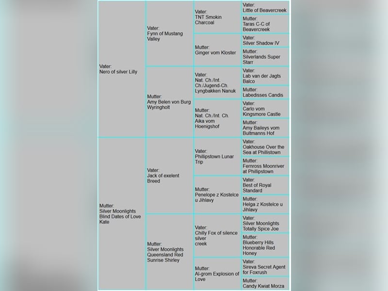 Labrador Deckrüde in Braun