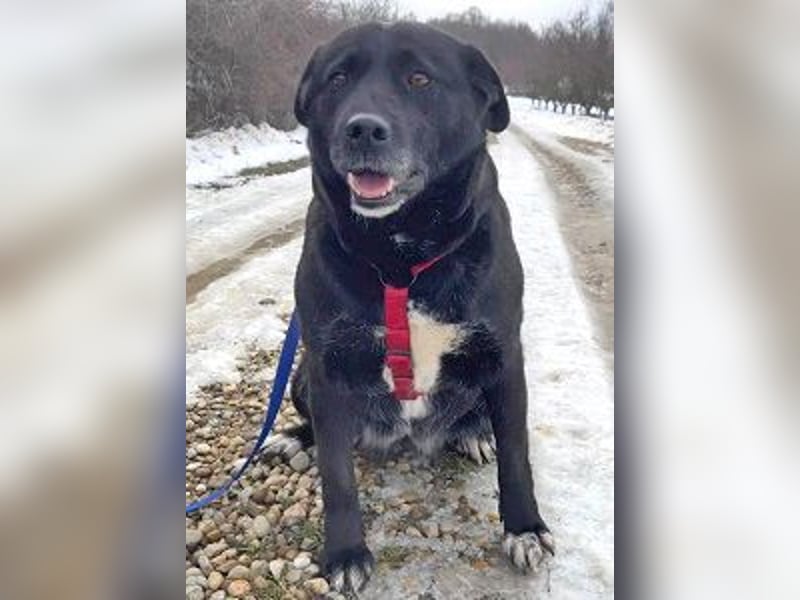 Labrador-Mix Masha geb. 10/2021 ist für Anfäner gut geeignet