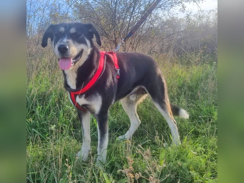 Konstantin 60 cm geb. 11/2021 ist ein Traumhund