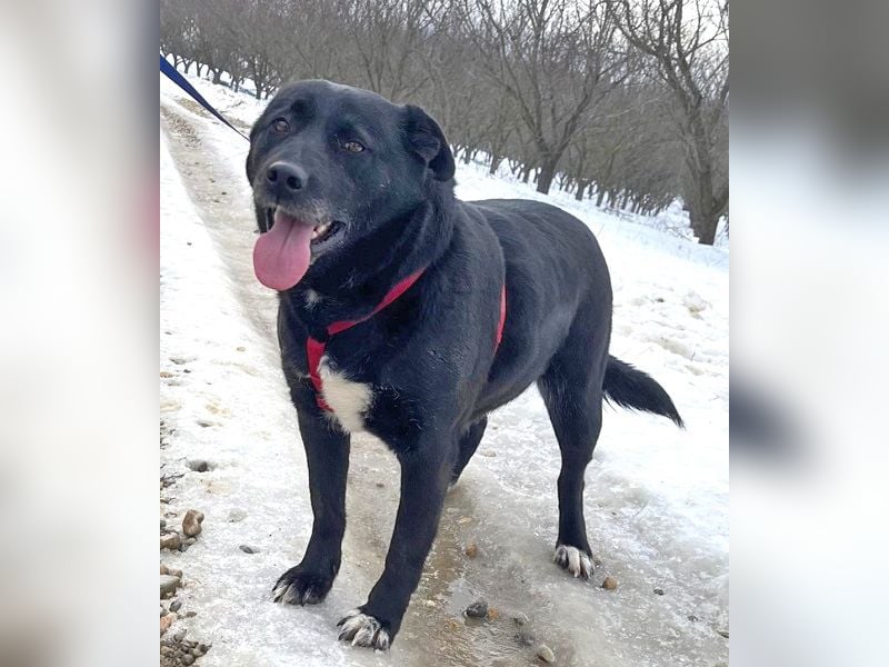 Labrador-Mix Masha geb. 10/2021 ist für Anfäner gut geeignet