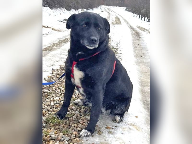 Labrador-Mix Masha geb. 10/2021 ist für Anfäner gut geeignet