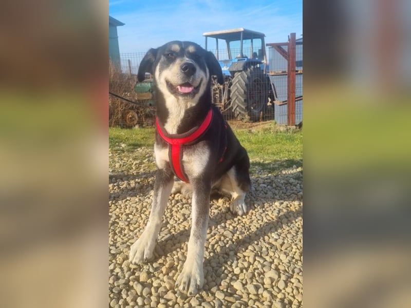 Konstantin 60 cm geb. 11/2021 ist ein Traumhund