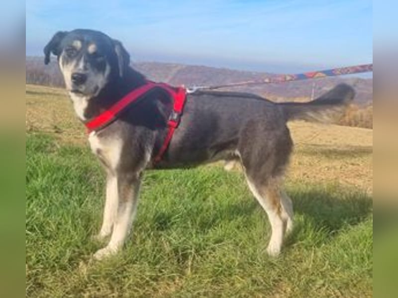 Konstantin 60 cm geb. 11/2021 ist ein Traumhund