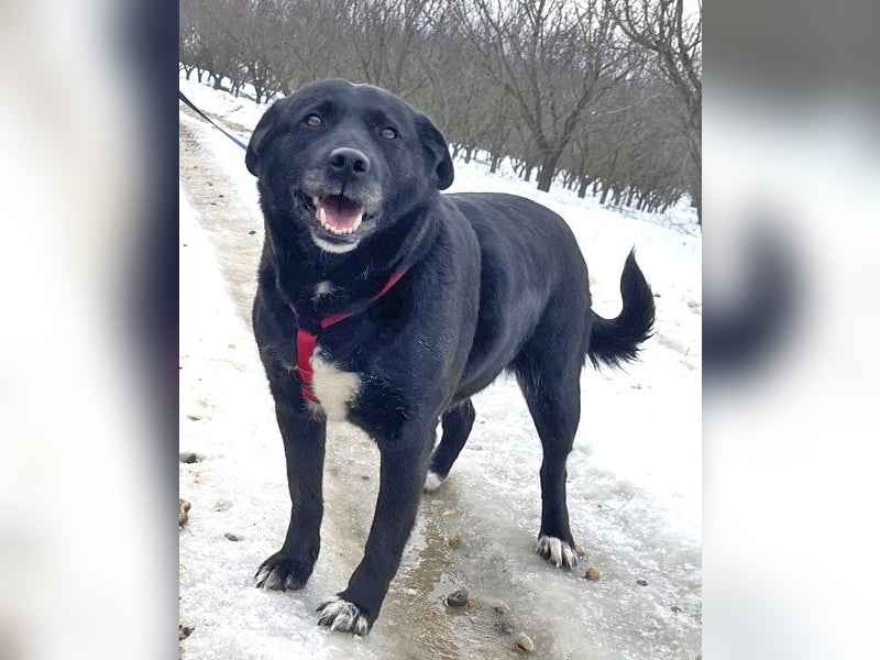Labrador-Mix Masha geb. 10/2021 ist für Anfäner gut geeignet