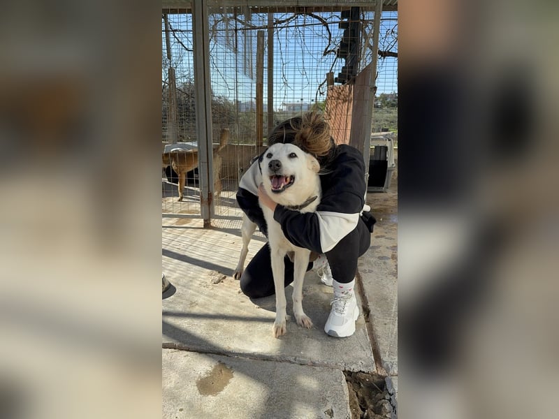 Zizou Rüstiger Labrador Schäfi Mix, 8Jahre, kastriert: Ein Leben hinter Gittern – jetzt muss sich al