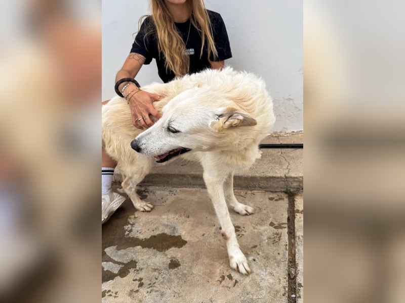 Zizou Rüstiger Labrador Schäfi Mix, 8Jahre, kastriert: Ein Leben hinter Gittern – jetzt muss sich al