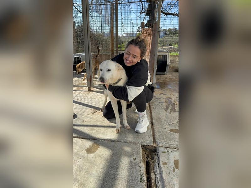 Zizou Rüstiger Labrador Schäfi Mix, 8Jahre, kastriert: Ein Leben hinter Gittern – jetzt muss sich al