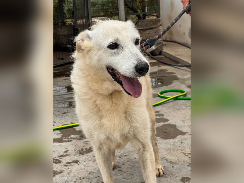 Zizou Rüstiger Labrador Schäfi Mix, 8Jahre, kastriert: Ein Leben hinter Gittern – jetzt muss sich al