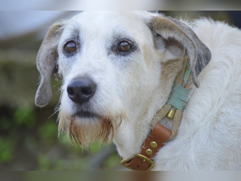 BUDDY – der liebenswerte Senior mit einem großen Herzen BUDDY – der liebenswerte Senior mit einem großen Herzen