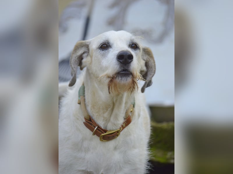 BUDDY – der liebenswerte Senior mit einem großen Herzen BUDDY – der liebenswerte Senior mit einem großen Herzen