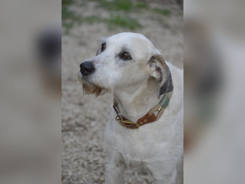 BUDDY – der liebenswerte Senior mit einem großen Herzen BUDDY – der liebenswerte Senior mit einem großen Herzen