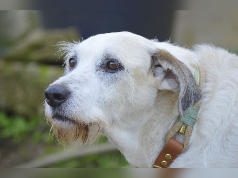 BUDDY – der liebenswerte Senior mit einem großen Herzen BUDDY – der liebenswerte Senior mit einem großen Herzen